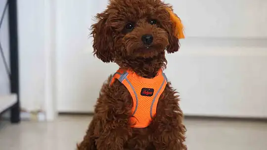 Köpek ile kedinin dostluğu görenleri hayretler içerisinde bırakıyor