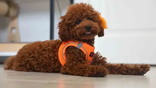 Köpek ile kedinin dostluğu görenleri hayretler içerisinde bırakıyor