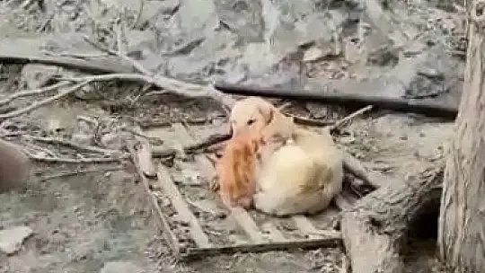 Köpek ve Kedilerin kalpleri ısıtan dostluğu