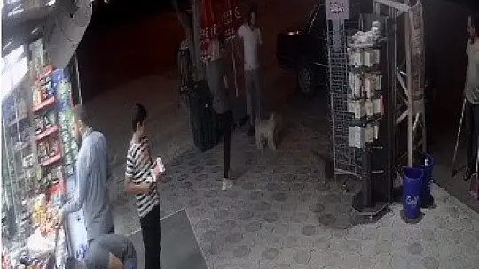 Köpeklere kedi saldırdı, o anlar güvenlik kamerasına yansıdı