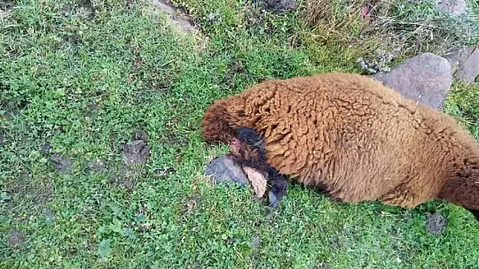 Köpeklerin saldırısına uğrayan 2 koyun telef oldu