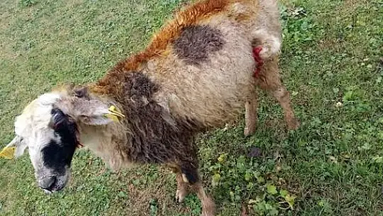 Köpeklerin saldırısına uğrayan 2 koyun telef oldu