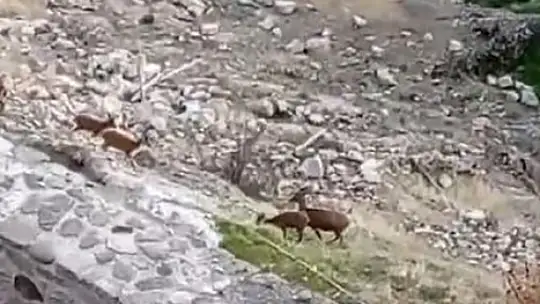Koruma altındaki dağ keçileri Harput'ta görüntülendi