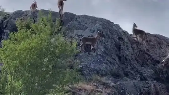 Koruma altındaki dağ keçileri sürü halinde görüntülendi