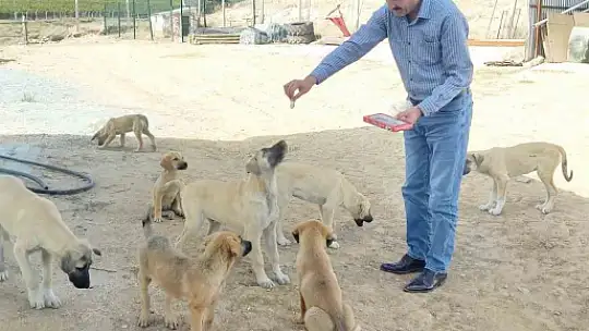 Köy muhtarının hayvan sevgisi: Çeyrek asırdır sahipsiz köpekleri besliyor