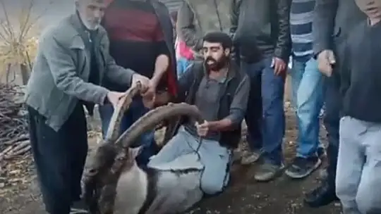 Köye inen dağ keçisi zarar görmesin diye saatlerce nöbet tuttular