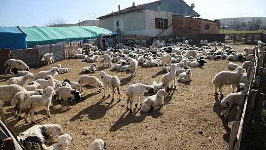 Köylerde 'Tezek' mesaisi
