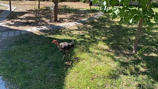 Kuluçkaya yatan horoz civcivlere annelik yapıyor