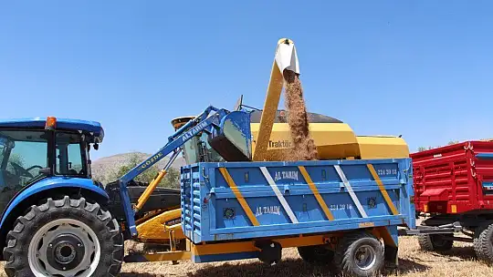 Kuraklık hasadı başlayan buğdayı da vurdu, rekolte yüzde 70'lere kadar düştü