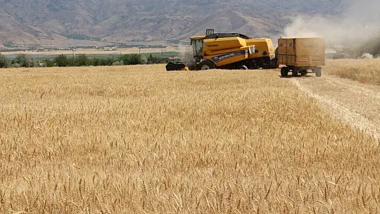 Kuraklık hasadı başlayan buğdayı da vurdu, rekolte yüzde 70'lere kadar düştü