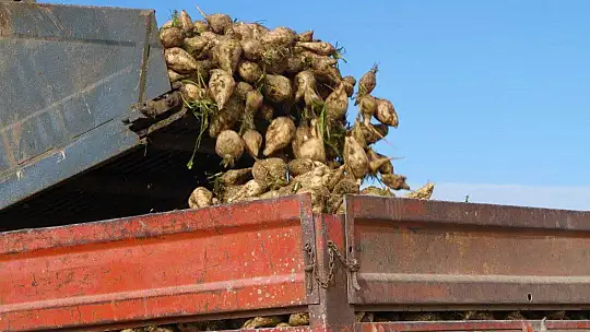 Kuraklık nedeni ile baraj gölünde sular çekildi, çiftçiler bölgeye şeker pancarı ekti