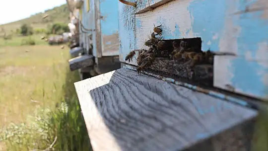 Kuraklık ve toz taşınımı arıcıları vurdu, son 10 yılın en kötü sezonu