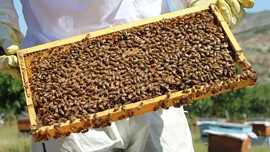Kuraklık ve toz taşınımı arıcıları vurdu, son 10 yılın en kötü sezonu