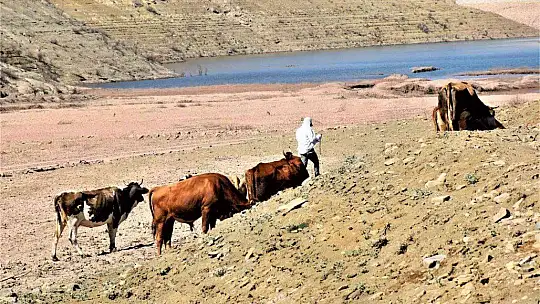 Kuraklık vurdu, baraj çöle döndü