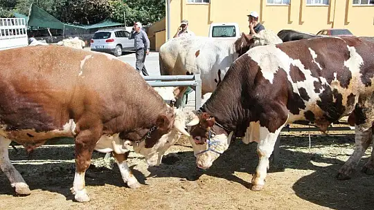 Kurban pazarında son gün yoğunluğu