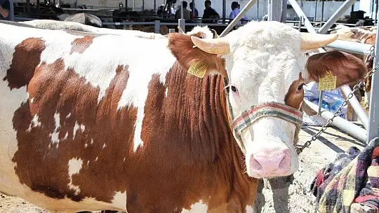 Kurban pazarında son gün yoğunluğu