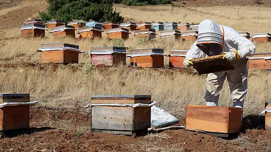 Küresel ısınma arıcıları vurdu, rekoltede bin tondan 500 tona düştü