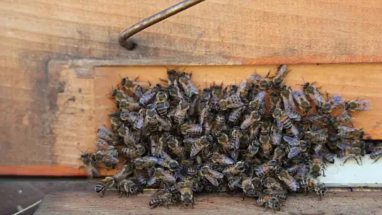 Küresel ısınma arıcıları vurdu, rekoltede bin tondan 500 tona düştü