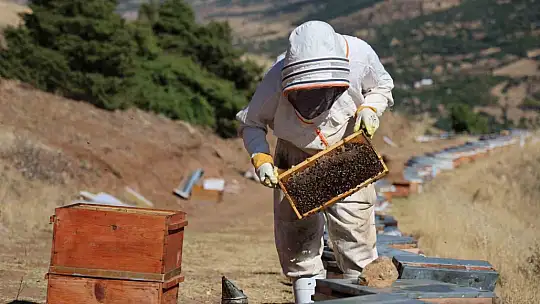 Küresel ısınma arıcıları vurdu, rekoltede bin tondan 500 tona düştü