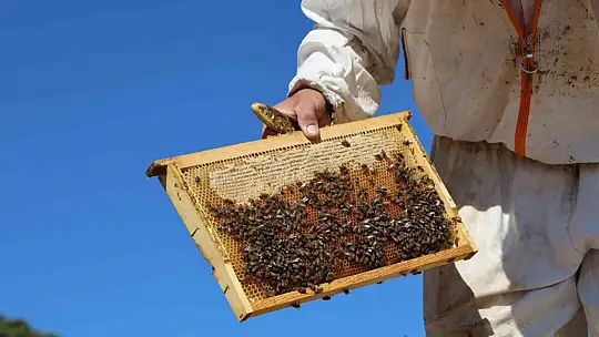 Küresel ısınma arıcıları vurdu, rekoltede bin tondan 500 tona düştü