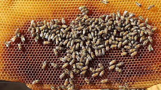 Küresel ısınma arıcıları vurdu, rekoltede bin tondan 500 tona düştü