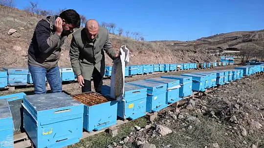 Küresel ısınma arıları da uyutmadı, tehlike kapıda