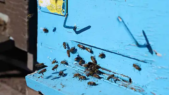 Küresel ısınma arıları da uyutmadı, tehlike kapıda