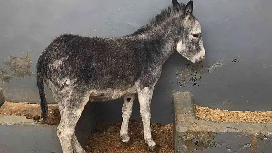 Sıpa sağlığına kavuştuğu hayvan hastanesinin maskotu haline geldi
