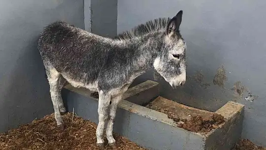Sıpa sağlığına kavuştuğu hayvan hastanesinin maskotu haline geldi