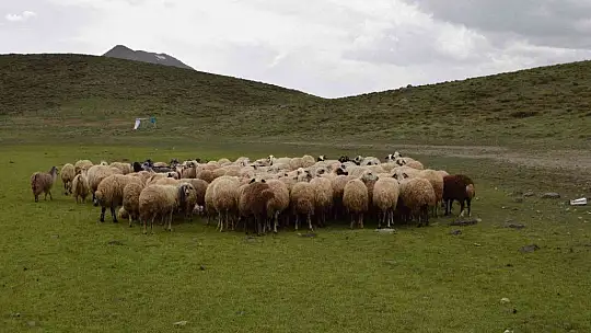 Kuruyan Bervi Gölü yağışlarla yeniden canlandı