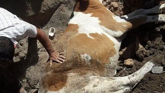 Kuyuya düşen inek kurtarıldı