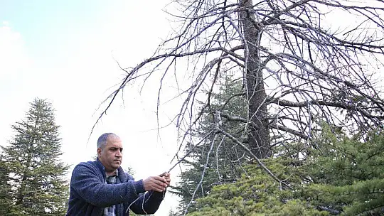 Kuzey Amerika kökenli istilacı böcek, Doğa Anadolu'ya giriş yaptı