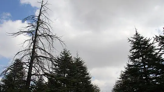 Kuzey Amerika kökenli istilacı böcek, Doğa Anadolu'ya giriş yaptı
