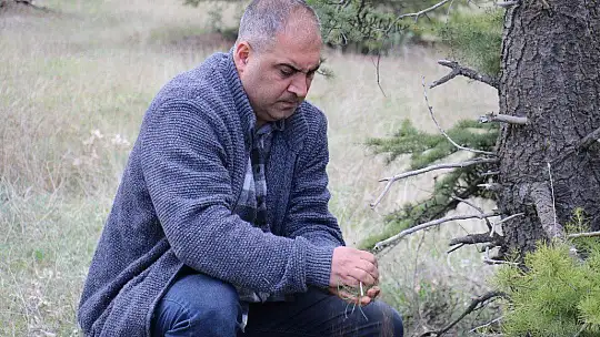 Kuzey Amerika kökenli istilacı böcek, Doğa Anadolu'ya giriş yaptı