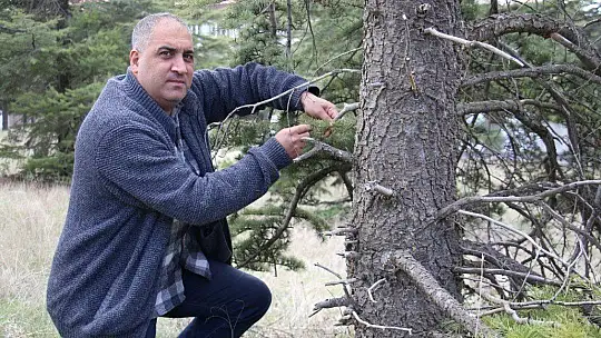 Kuzey Amerika kökenli istilacı böcek, Doğa Anadolu'ya giriş yaptı
