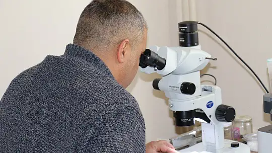 Kuzey Amerika kökenli istilacı böcek, Doğa Anadolu'ya giriş yaptı