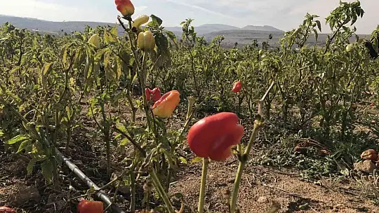 20 dönümlük sebze tarlasını vatandaşlara ücretsiz açtı