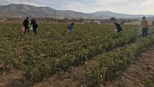 20 dönümlük sebze tarlasını vatandaşlara ücretsiz açtı