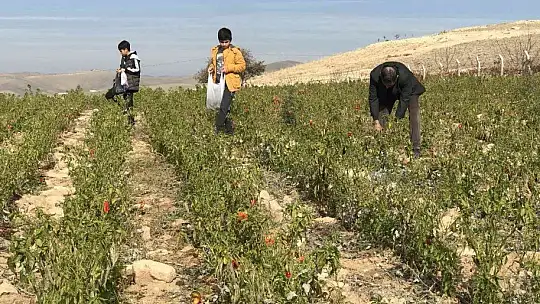 20 dönümlük sebze tarlasını vatandaşlara ücretsiz açtı