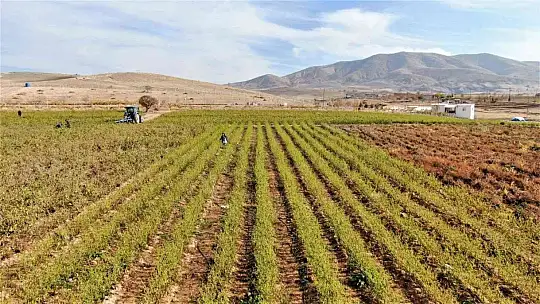 20 dönümlük sebze tarlasını vatandaşlara ücretsiz açtı