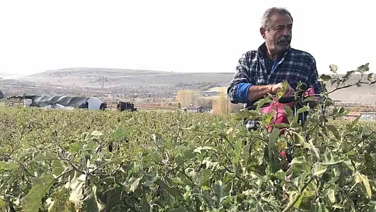 20 dönümlük sebze tarlasını vatandaşlara ücretsiz açtı