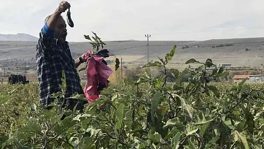 20 dönümlük sebze tarlasını vatandaşlara ücretsiz açtı