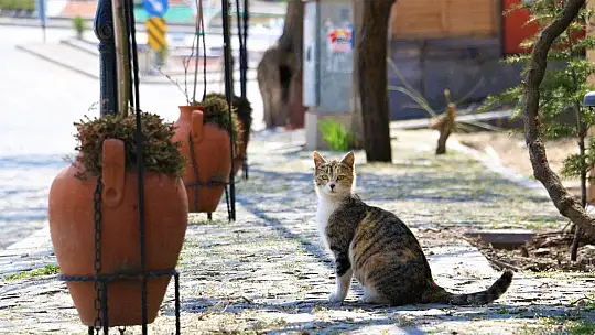 Medeniyetler beşiği Harput, kısıtlama ile tekrar boş kaldı