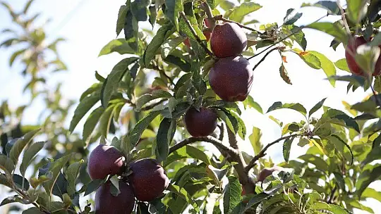 Memurluğu bıraktı, modern tarımla kendi işinin patronu oldu