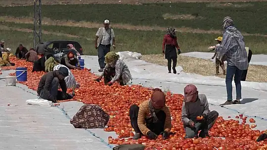 Mevsimlik işçi öğrencilerin büyük başarısı: Biri hukuk fakültesini kazandı, diğeri Türkiye ikincisi oldu