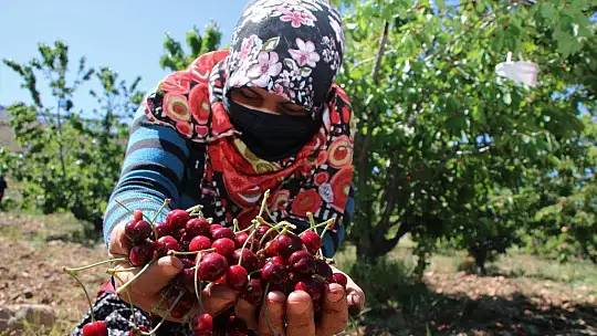 Mevsimlik işçilerden bayramda 'turfanda kirazı' hasadı