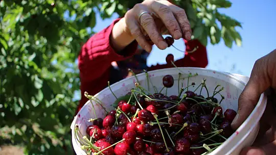 Mevsimlik işçilerden bayramda 'turfanda kirazı' hasadı
