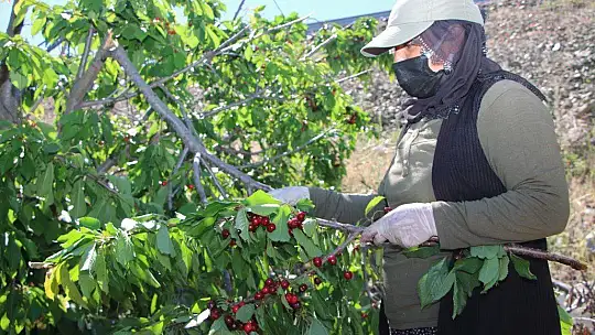 Mevsimlik işçilerden bayramda 'turfanda kirazı' hasadı