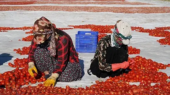 Mevsimlik işçilerin güneşin altında zorlu mesaisi