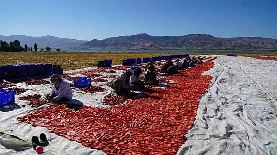 Mevsimlik işçilerin güneşin altında zorlu mesaisi